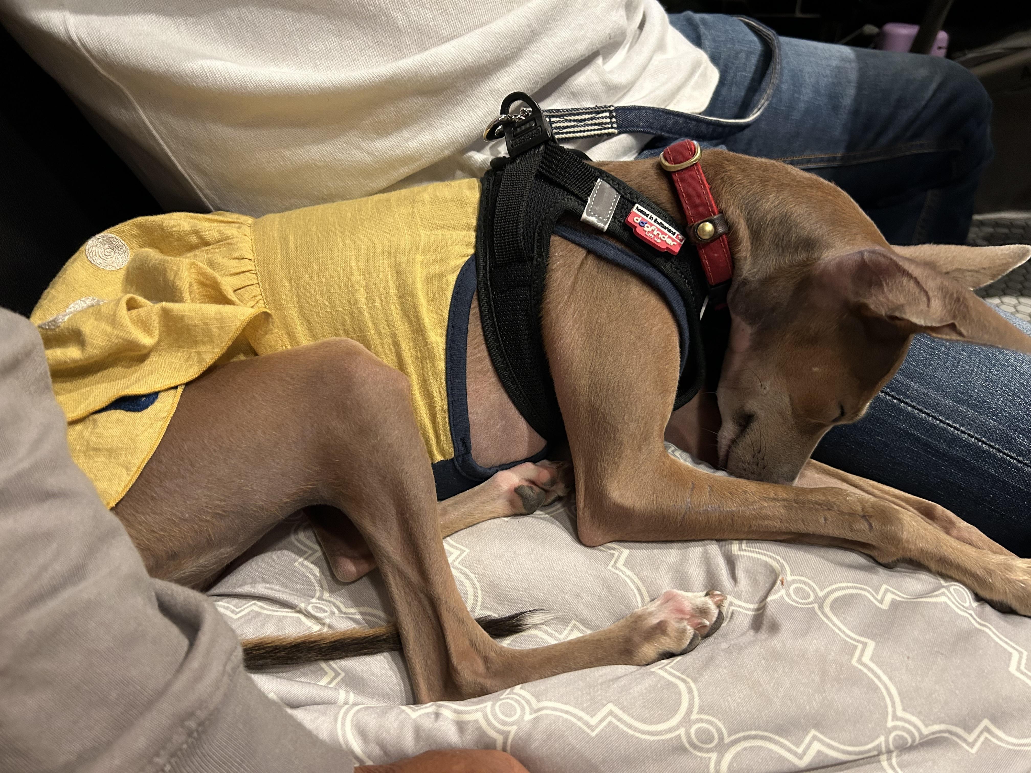 My first birthday party, my first hamburger steak was so delicious that I fell asleep